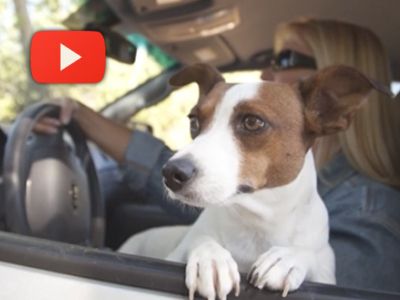 10 Hábitos Peligrosos que Distraen a la Hora de Manejar (Atender a su Mascota)